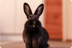 RabbitCategory