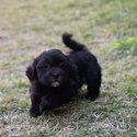 Maltese x Shih Tzu Female Puppy-1