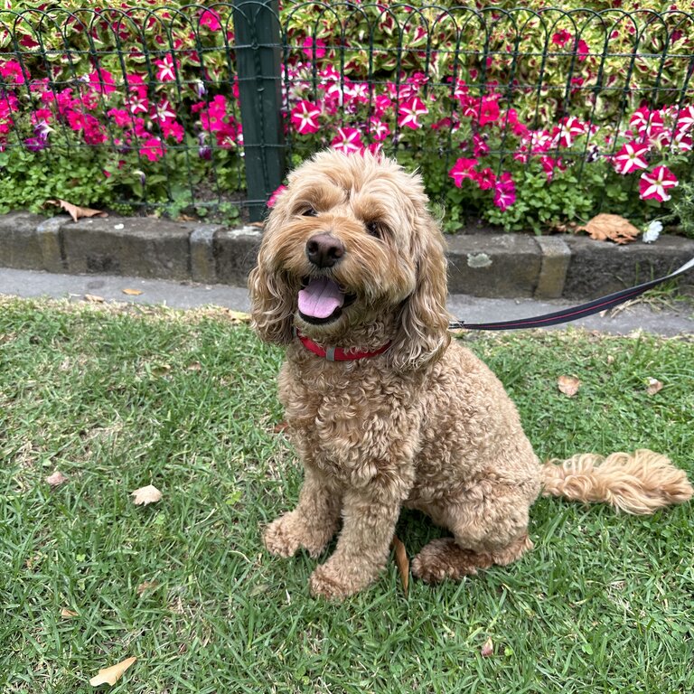 Female apricot 8kg spoodle (6 yrs in April) 