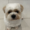 Teddy bear face bischon frise cross maltese male dog-1