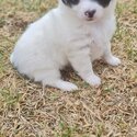 2 beautiful male long haired chihchuha pup-3