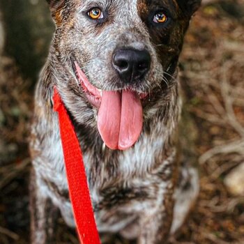 Stumpy tail cattle dog 