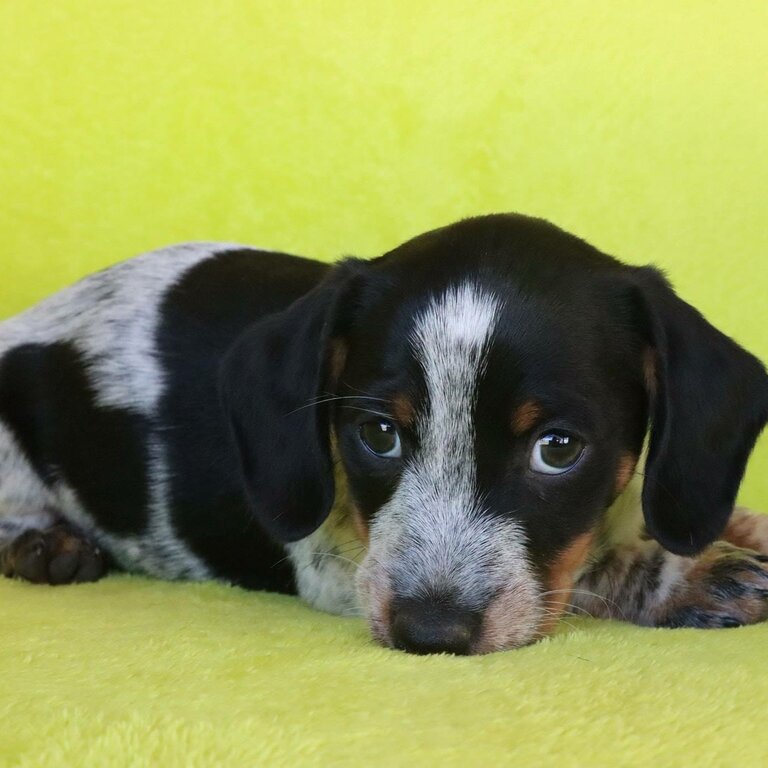 Dachshound puppies