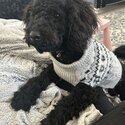 Toy poodle male black color -5