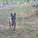 Belgian malinois shepherd-2