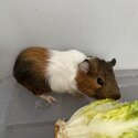 Baby Guinea pig for sale-2