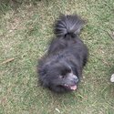 Rare blue and silver German spitz -5