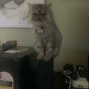 Adorable, charming gentle PURE BREED PERSIAN CAT-3