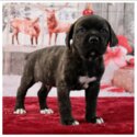 Pure Cane Corso-1