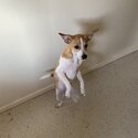 4 month old Male Jack Russell-1