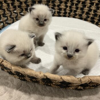 Purebred Ragdoll Kittens Available!!!