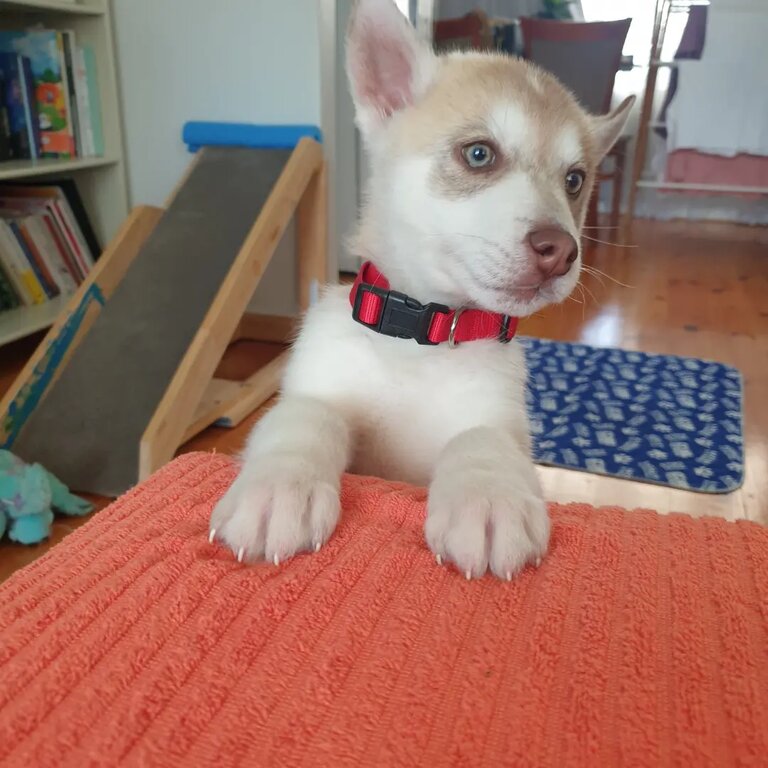 Malamute x Husky puppy