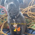 Purbread Staffordshire Bull Terrier puppies-3