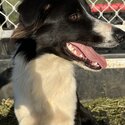 Border Collie (Toby)-1