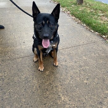 German Shepherd x Kelpie pup