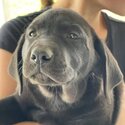 Purebread Labrador Puppies-4