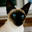 PURE BREED SEAL POINT SIAMESE-3