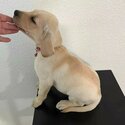 July 2023  Labrador retriever puppies for sale-2