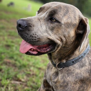 Great Dane / mastiff 