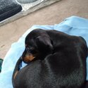 Miniature Smooth Haired Dachshund For Sale-0