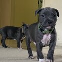 Blue American Staffordshire -4