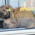 Sooty Fawn Male dwarf lop -0