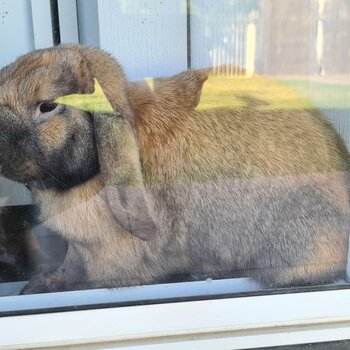 Sooty Fawn Male dwarf lop 