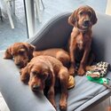 Irish Setter Boys &amp; Girl Puppies Available-2