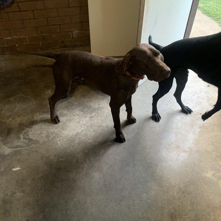 German shorthaired pointer - 16MO