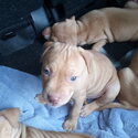 AMERICAN STAFFORDSHIRE TERRIERS BURPENGARY QLD-1