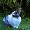 FREE lop-eared bunnies Milly &amp; Angus - seeking loving home together!-2