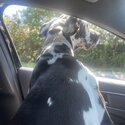 10 Month Old - Female Great Dane -1