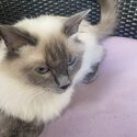 Purebred Ragdoll Kittens Available!!!-4