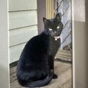 Beautiful Low Maintenance Domestic Short Haired Cat - 7 years old-1