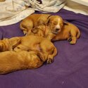 Cockerlier Puppies Ruby &amp; Gold Coloured-1