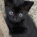 Adorable Tiny All Black Kittens With Blue Eyes (Only 3 left)-2