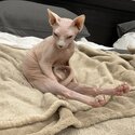 White female sphynx for sale -4