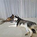 Alaskan Malamute for sale -0