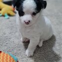 2 beautiful male long haired chihchuha pup-4