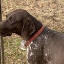 Female German short haired pointer-3