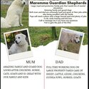 Maremma Puppies -0