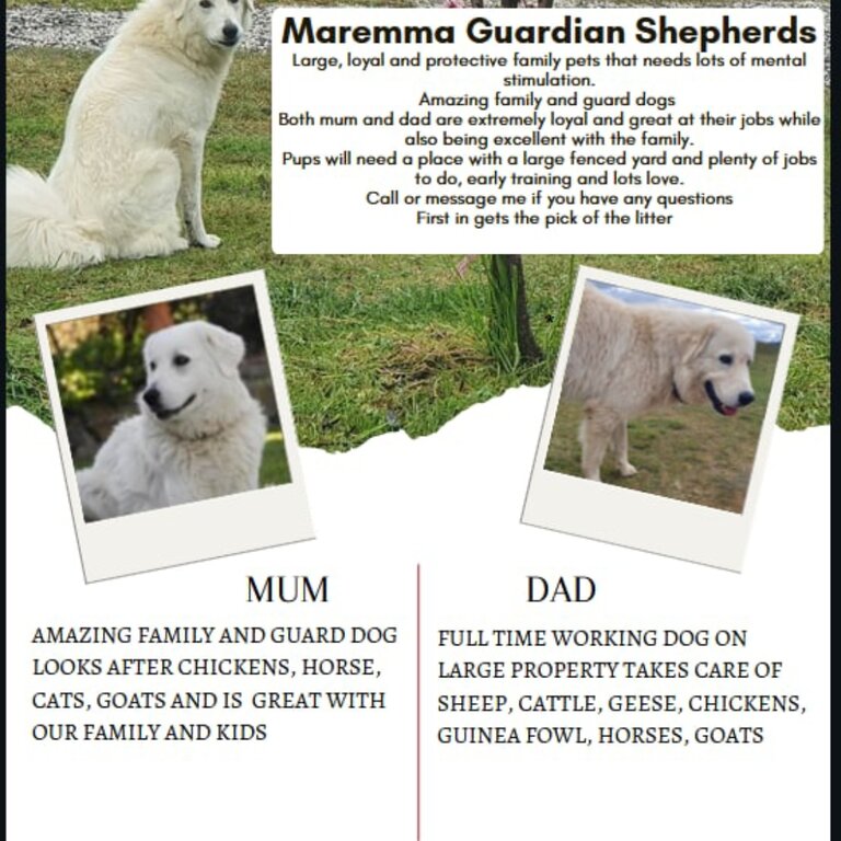 Maremma Puppies 