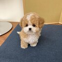 Tiny Poodle Puppies and Adult males and females available -4