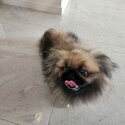 A Pair of Pekingese for sale -2