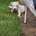 American staffy pups-2