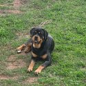 Pure German Rottweiler -1