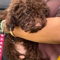 Toy Poodle Puppies-5