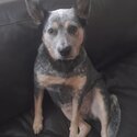 Free to good home 3 year old Blue Heeler -0