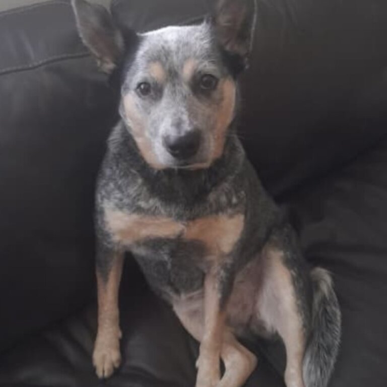 Free to good home 3 year old Blue Heeler 