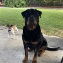 Male Rottweiler- Bear-1